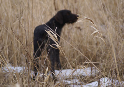 Pimen´s ronja 2010